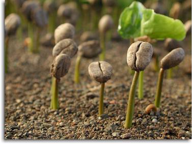 Arabica Coffee Plant Seed Packs (10 seeds)